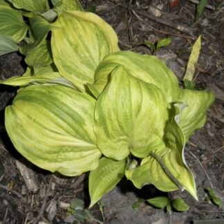 World of Color Hosta O.S.