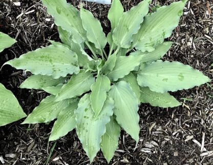 Azure Frills Hosta