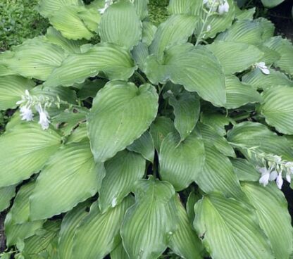 Azure Frills Hosta - Image 2