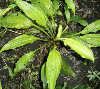 Chinese Sunrise Hosta - Image 3