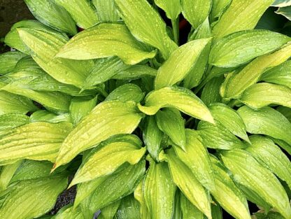 Chinese Sunrise Hosta