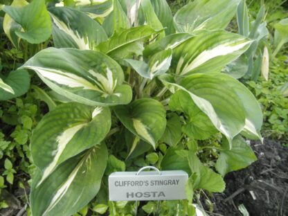 Clifford's Stingray Hosta - Image 2