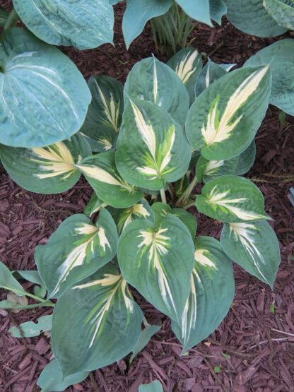 Clifford's Stingray Hosta