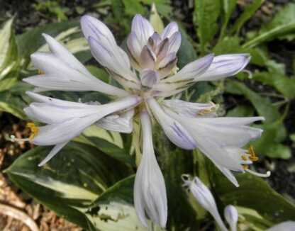 Clifford's Stingray Hosta - Image 3