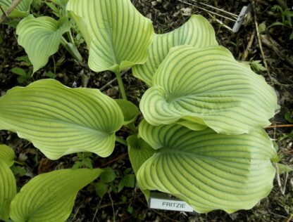 Fritzie Hosta O.S.