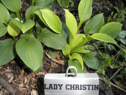 Lady Christian May Hosta O.S. - Image 3