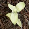 Lady Christian May Hosta O.S.
