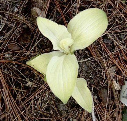 Lady Christian May Hosta O.S.