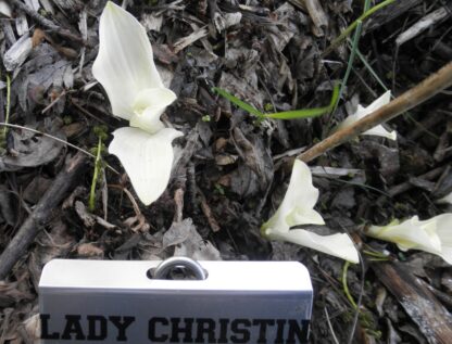 Lady Christian May Hosta O.S. - Image 2