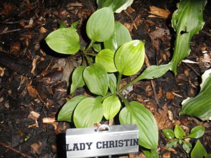 Lady Christian May Hosta O.S. - Image 4