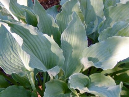 River Dance Hosta