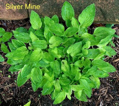 Silver Mine Hosta