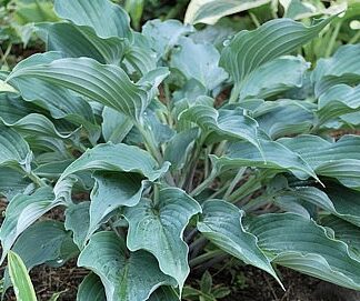 Sweet Caroline Hosta