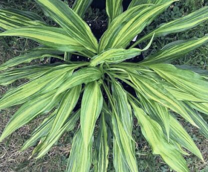Chris' Skinny Love Hosta
