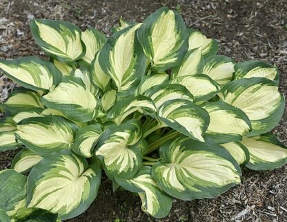 Dawes Hosta