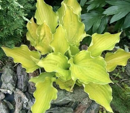 Django Hosta