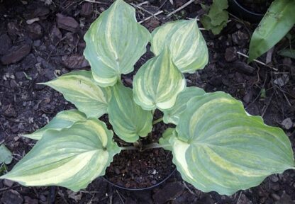 Exotic Dancer Hosta