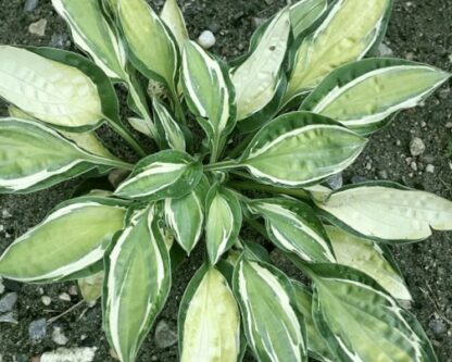 Gypsy Lemon Hosta - Image 2