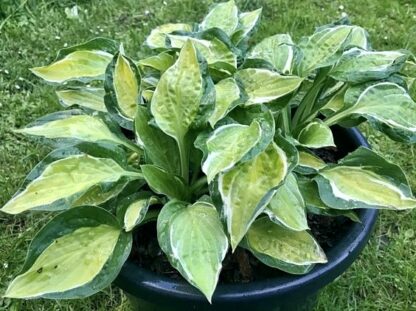 Gypsy Lemon Hosta