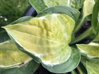 Gypsy Lemon Hosta - Image 3