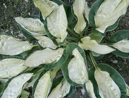 Gypsy Lemon Hosta - Image 4