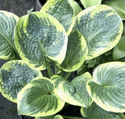 Lakeside Keepsake Hosta