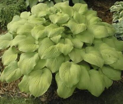 Lakeside Symphony Hosta