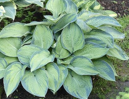 Princess Anastasia Hosta