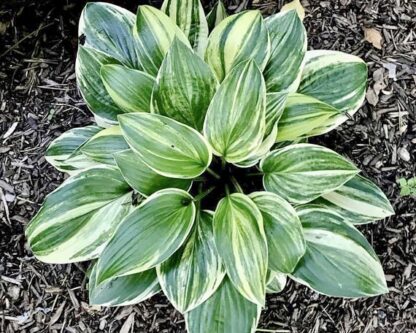 Splashed Leather Hosta