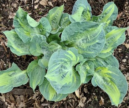 Sun and Shadow Hosta