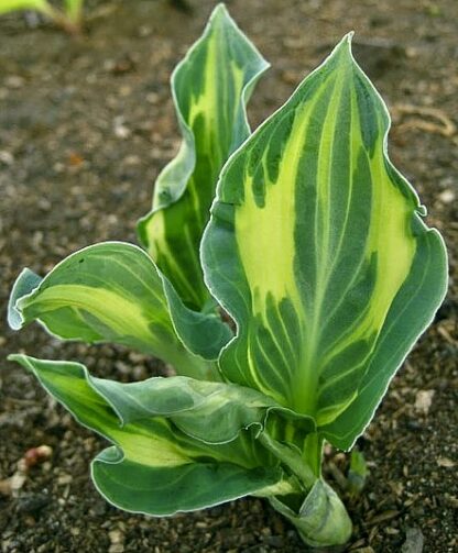Sun and Shadow Hosta - Image 2