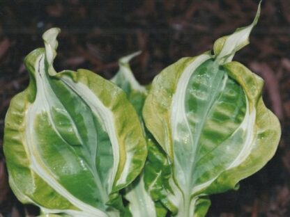 Totally Awe Sum Hosta