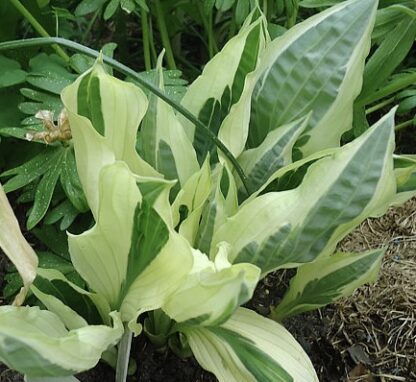 Yap Yum Hosta