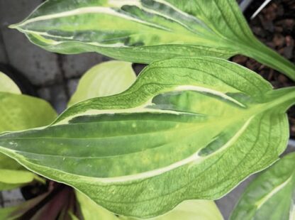 Yap Yum Hosta - Image 2