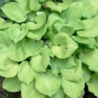 Amber Tiara Hosta