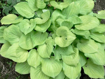 Amber Tiara Hosta