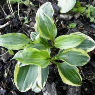 Cosmic Dew Hosta