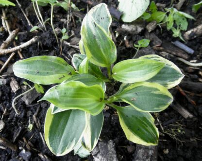 Cosmic Dew Hosta