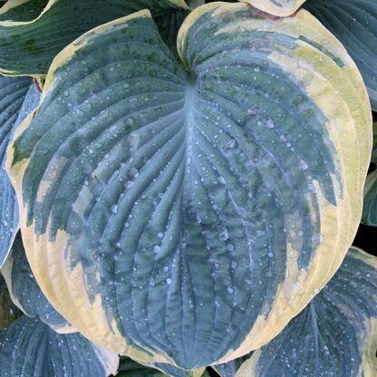 Gigantosaurus Hosta - Image 3