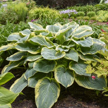 Gigantosaurus Hosta - Image 2