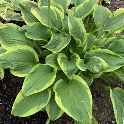 Lone Star Hosta - Image 2