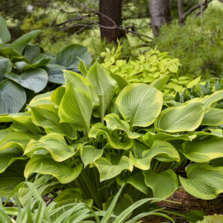 Lone Star Hosta