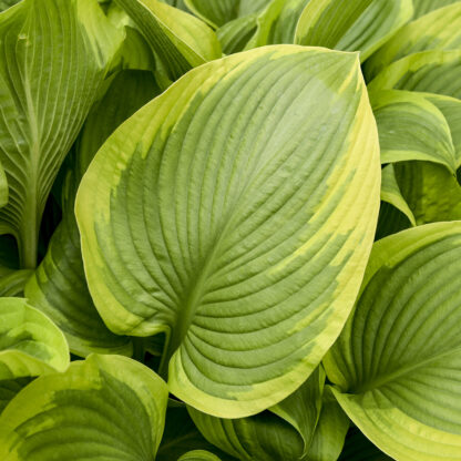 Lone Star Hosta - Image 3