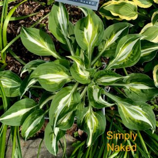 Simply Naked Hosta (very rare)