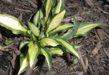 Vanilla Bean Hosta - Image 2
