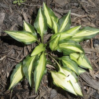 Vanilla Bean Hosta