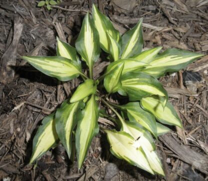 Vanilla Bean Hosta