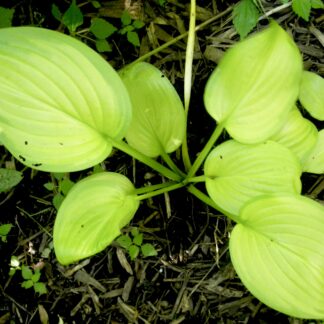 Banana Smoothie Hosta