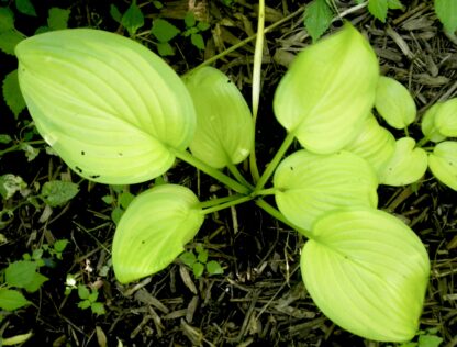 Banana Smoothie Hosta