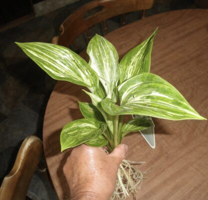 Emperor's New Clothes Hosta - Image 5